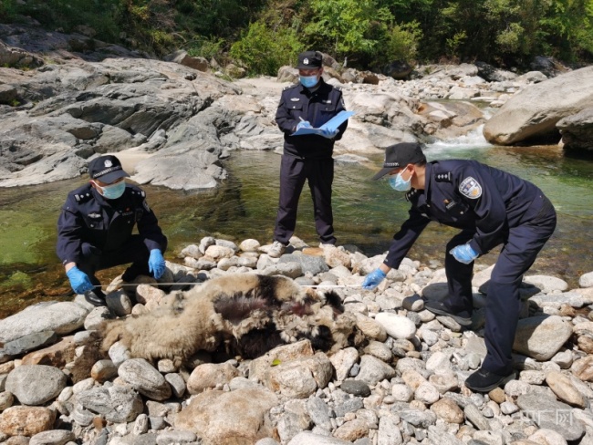 陕西一大熊猫河边死亡 警方：排除人为猎杀