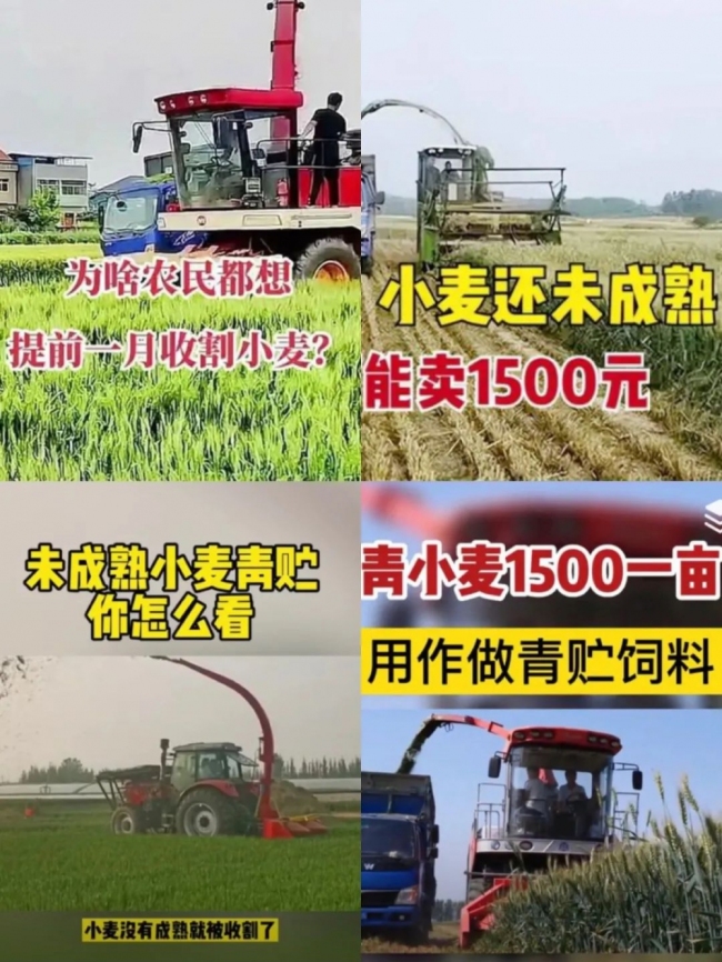 媒体:1500元一亩收青麦有点反常，到底谁在背后做梗
