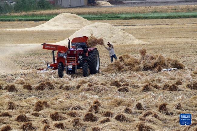 今年国际市场小麦价格已上涨大约60%