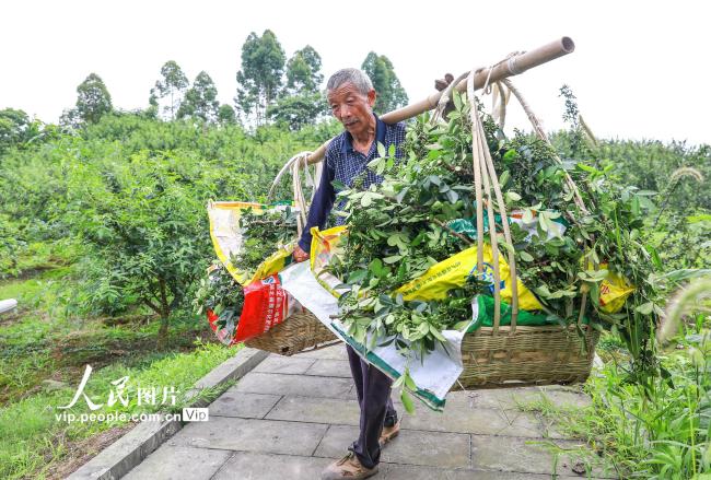 四川合江：花椒小产业助农挣大钱
