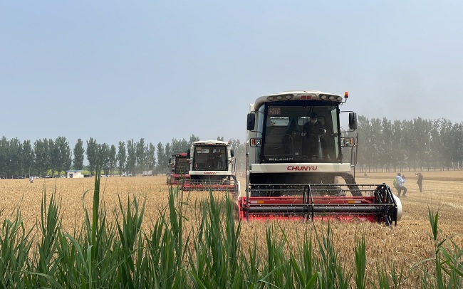 北京27万亩小麦开镰 预计六月底前完成夏收夏种