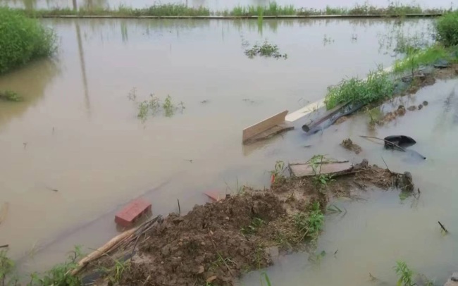 洪水后的江西梨农：落果30吨 农户们抱团自救