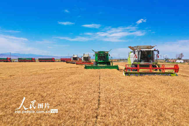 新疆呼图壁：小麦开镰收割