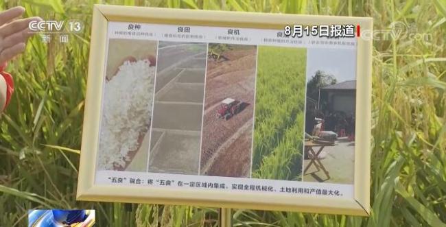 “五良”融合宜机化改造 四川资中水稻亩产增加至630公斤