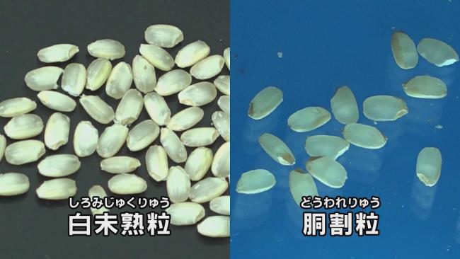葡萄酒变味、橄榄油发苦…全球极端天气扰乱餐桌