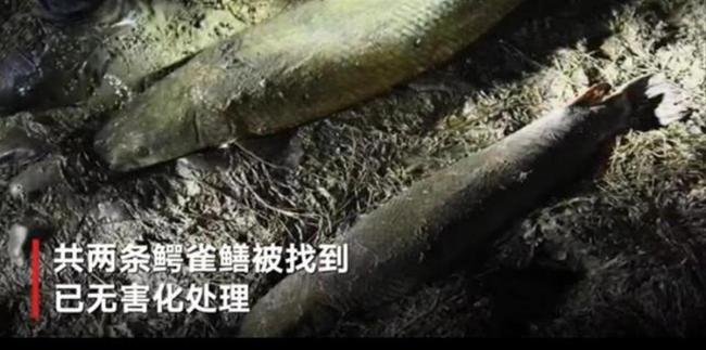 多地报告“怪鱼”肆虐 什么在作怪 外来物种鳄雀鳝