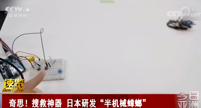 日本研发半机械蟑螂 可控制移动帮助人们清理垃圾