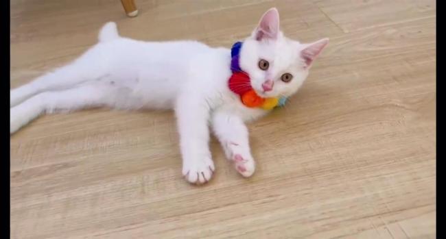 猫咪趁主人睡觉开闸放水淹了家，这个毛孩子是来讨债的