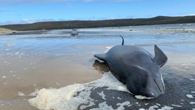 约230头鲸鱼在澳大利亚搁浅