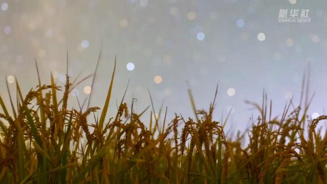 农民丰收节｜延时摄影看星空下的绝美稻田