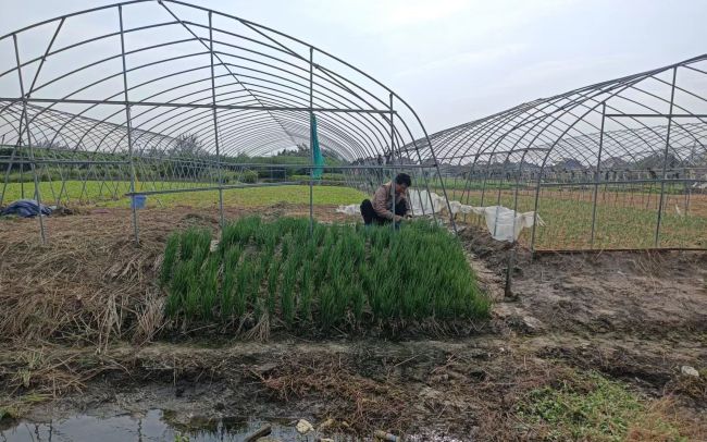 水乡丰收丨熬过干旱和台风 兴化垛田的龙香芋熟了