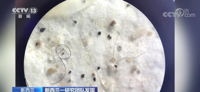 新西兰一海域150多条鱼75%含微塑料,地球上最干净的地方已有微塑料污染