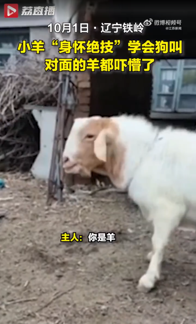 小羊学狗叫吓懵同伴，主人无奈又好笑：你是羊，你汪汪个啥？