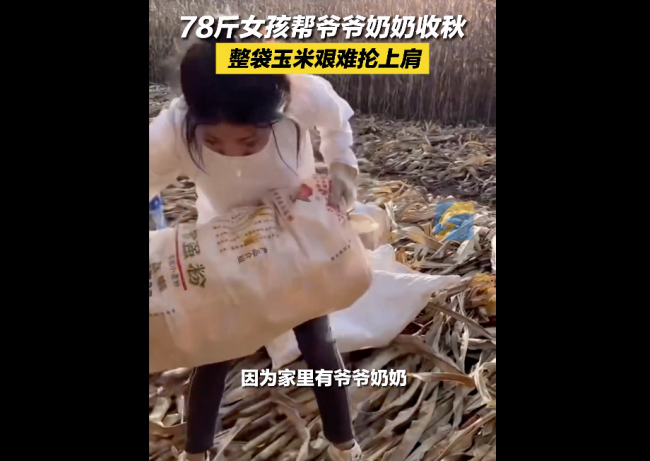 女孩帮爷爷奶奶收玉米整袋扛上肩:干农活也习惯了