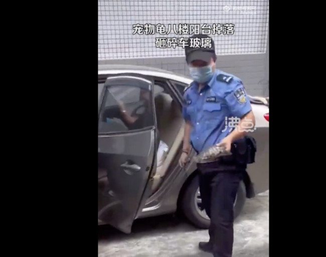宠物龟从8楼掉落砸碎车玻璃,路人:心有余悸