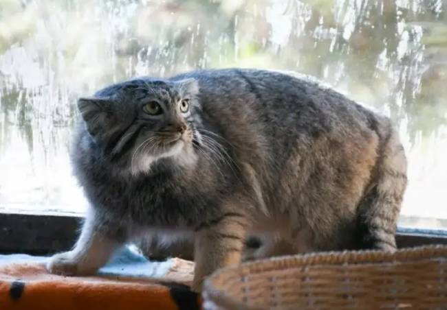 ˼㡱