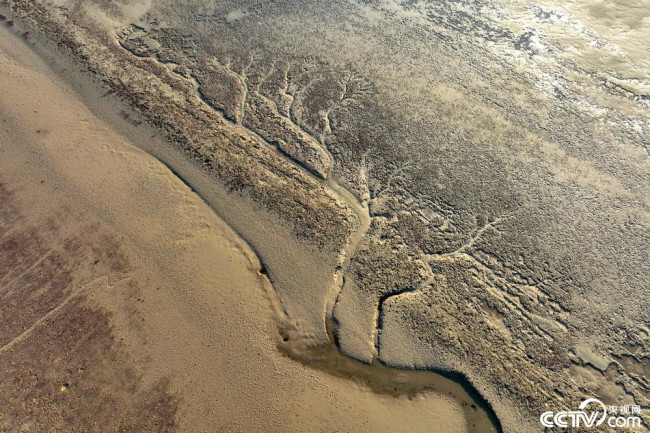 10月11日，山东东营黄河入海口周边海滩，由于潮汐作用形成了形状各异的“大地之树” 。 视觉中国