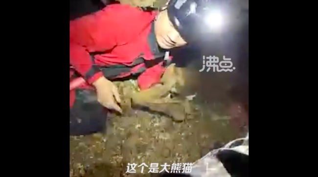 湖南120米深洞底发现大熊猫化石 是不是熊猫掉下去了