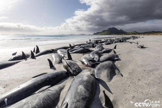 新西兰大批鲸鱼搁浅 被执行安乐死