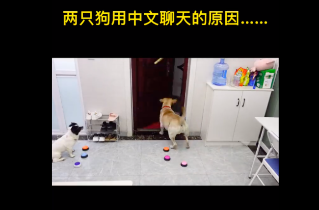 两只狗用中文交流的原因