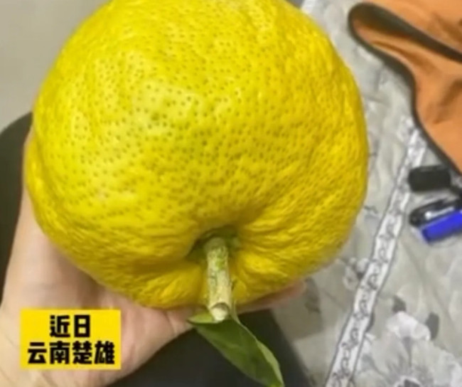 当重庆女子收到房东给的香橼：误以为是柚子