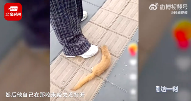 女子遭黄鼠狼拦路咬裤腿不放