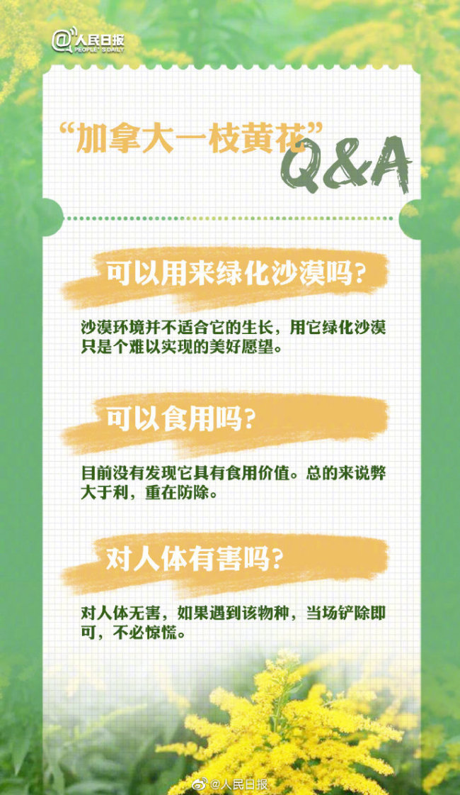 成都疑现加拿大一枝黄花 专家：如何鉴别怎样上报