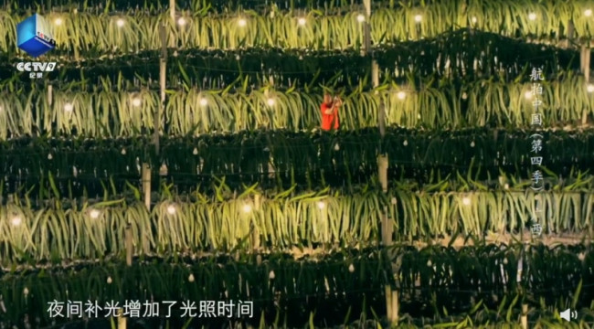 原来火龙果园一入夜就会变灯光秀：太美了！