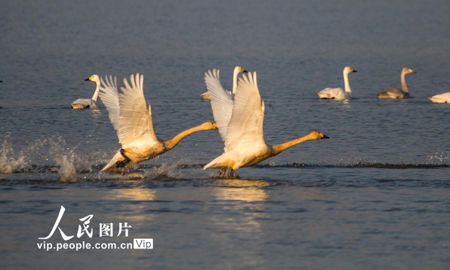 江西九江：鄱阳湖迎来越冬候鸟迁徙高峰【5】