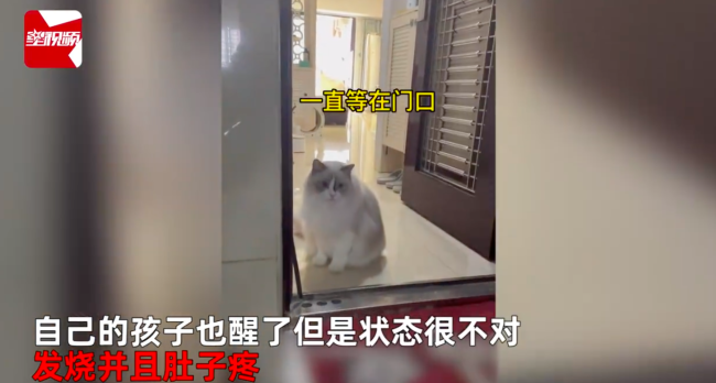 猫咪不停抓被子被吵醒发现孩子生病 喵喵队立大功