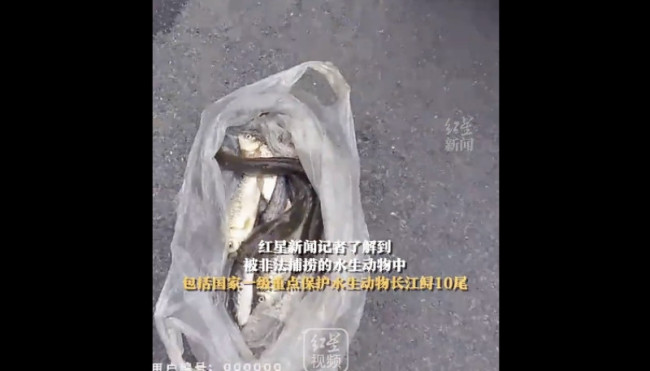 非法捕捞长江鲟嫌疑人供述吃了几条，养死几条扔了