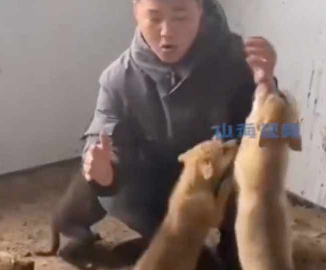 男子7年与数百匹狼同吃同住成狼王：现有320匹狼