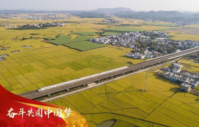 2022年10月29日，广西南宁，动车飞驰在金色的稻浪上。