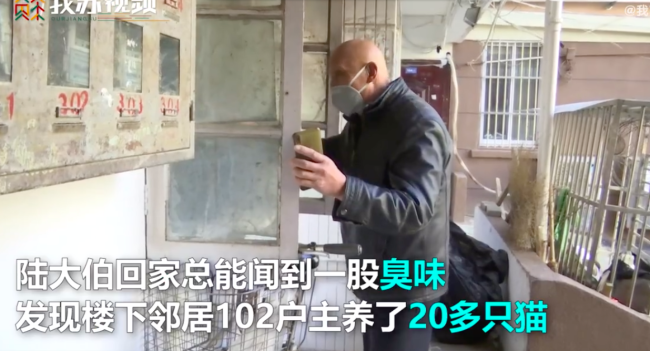 女子家中养10多只猫臭到邻居不敢开窗