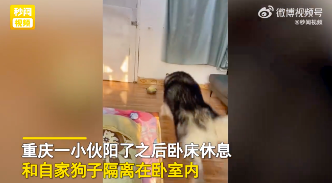 妈妈给阳性儿子送饭狗子一拥而上