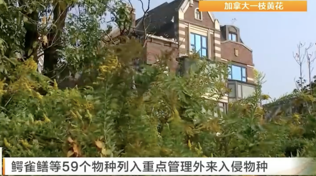 59个外来入侵物种上了黑名单