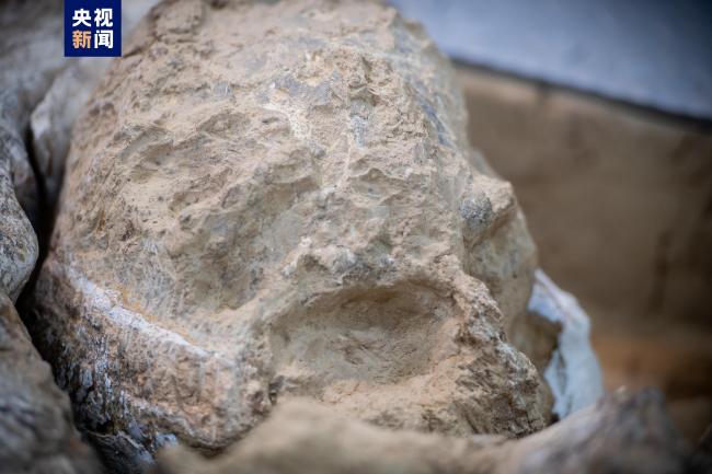 距今百万年古人类头骨化石完成提取