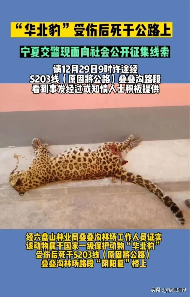 宁夏一公路旁发现野生华北豹尸体 不报警跑掉涉嫌肇事逃逸