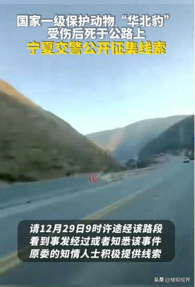 宁夏一公路旁发现野生华北豹尸体 不报警跑掉涉嫌肇事逃逸