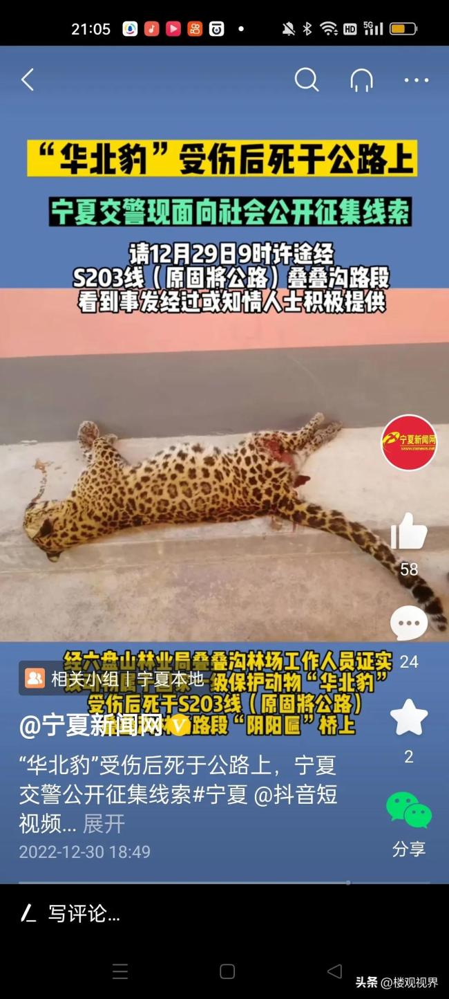 宁夏一公路旁发现野生华北豹尸体 不报警跑掉涉嫌肇事逃逸