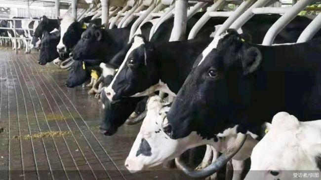 生鲜乳逼近成本价，企业收奶减少 河北内蒙古等地出现“倒奶杀牛”
