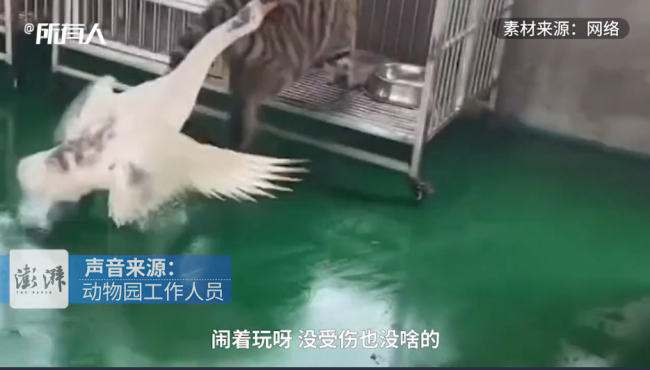 老虎幼崽追大鹅被反杀躲进笼子