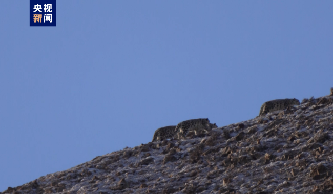 這個畫麵少見且可愛！四隻雪豹在青海都蘭同框出現