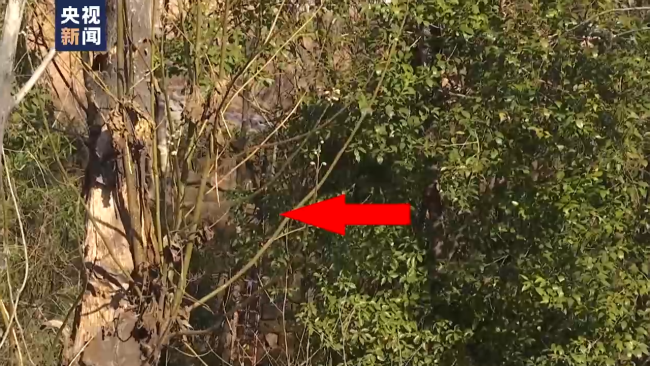 粮库门卫讲述胡鑫宇遗体发现过程：非常偶然！