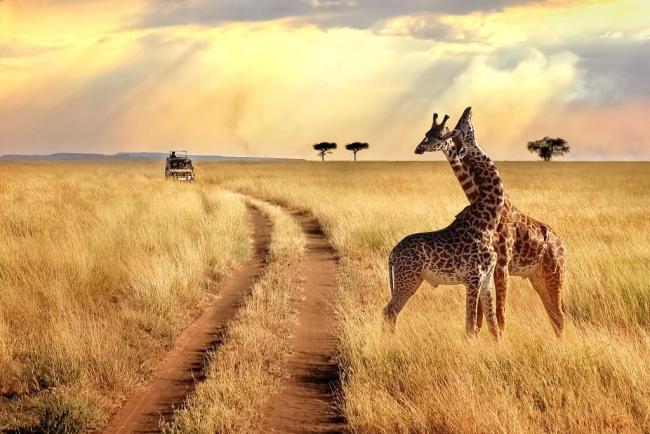 中国游客重返肯尼亚 “动物王国”重振旅游经济