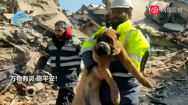 万物有灵！土耳其灾区多只猫狗被陆续救出：乖巧安静等待救援