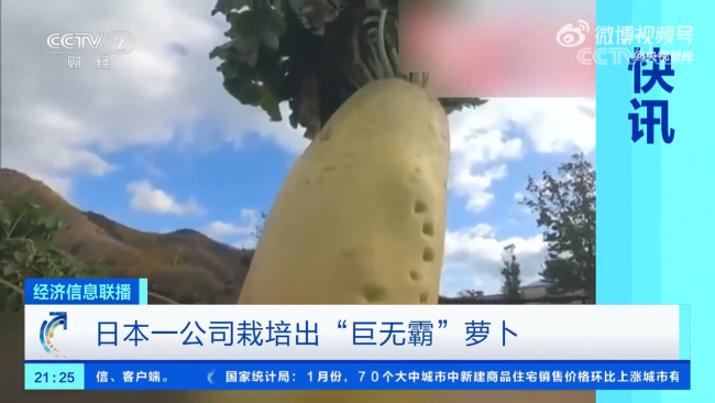 日本种出一根60斤萝卜 准备向吉尼斯纪录发起挑战