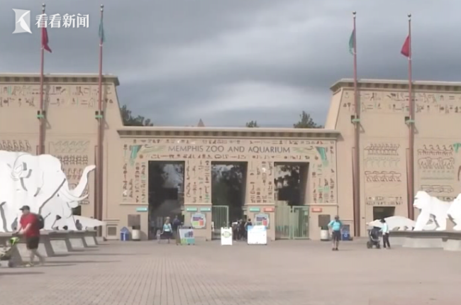 大熊猫丫丫或将提前归国 目前身体状况很差