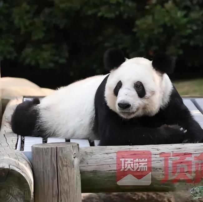 动物园回应丫丫健康状态 称“丫丫”没有营养不良或其他医学问题