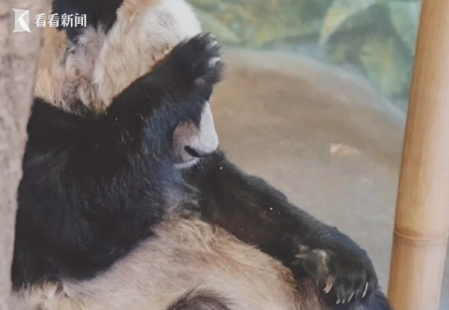 大熊猫丫丫身体状况评估完毕,除毛发脱落外,食欲良好,体重稳定